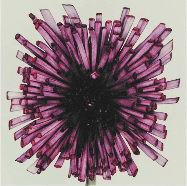 Abstract close-up of a purple and black dahlia with a distinctive spherical shape, showcasing fine art floral design.