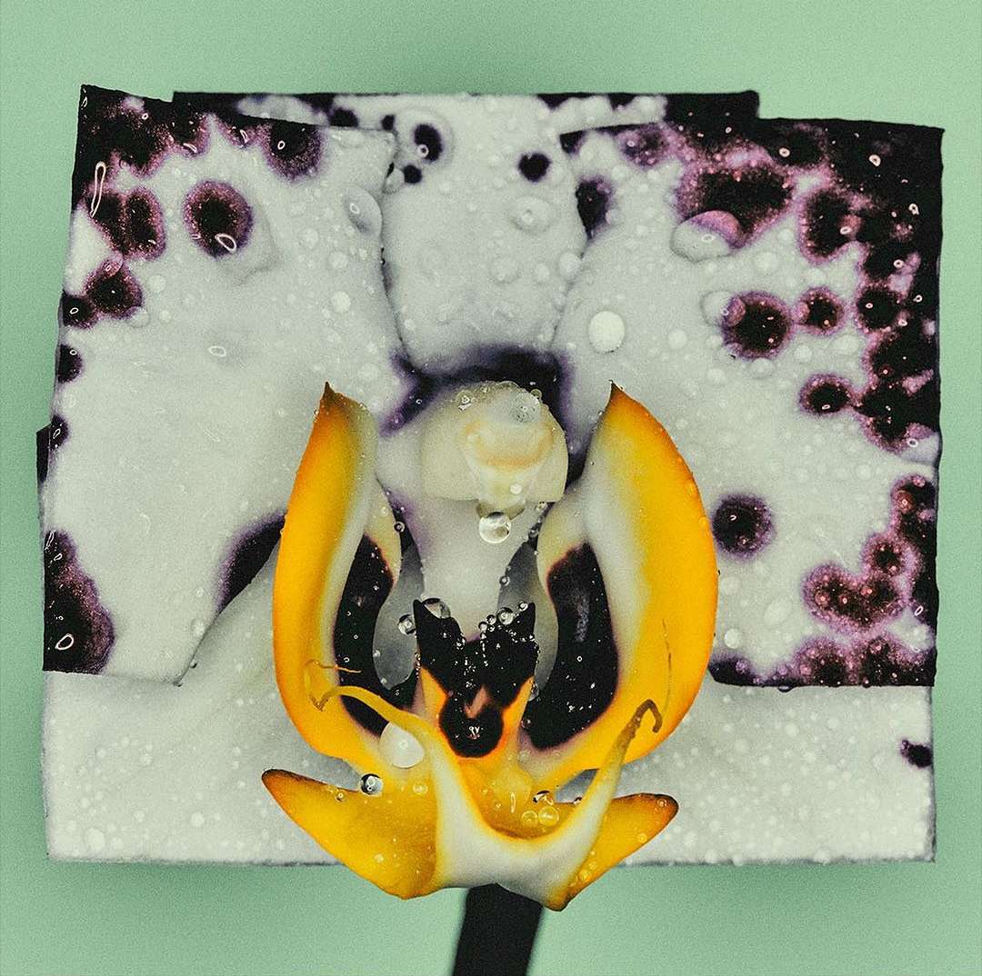 Extreme close-up of a vibrant white and yellow orchid with water droplets on its petals, set against a soft green background.