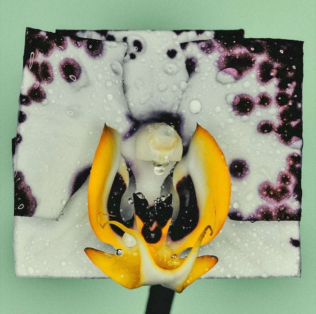 Extreme close-up of a vibrant white and yellow orchid with water droplets on its petals, set against a soft green background.