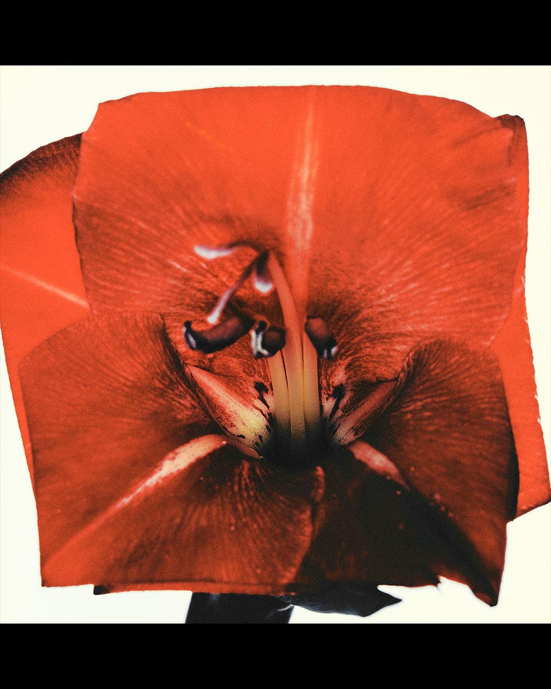 Close-up photograph of a red amaryllis flower with prominent pistils against a bright white background, showcasing botanical details.