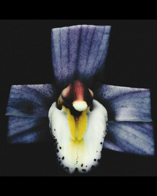 Close-up studio shot of a light purple orchid flower with white and yellow accents against a dark, contrasting black background.