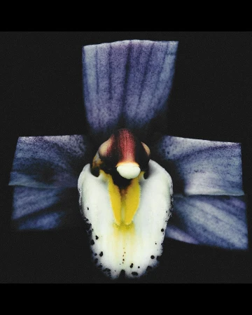 Close-up studio shot of a light purple orchid flower with white and yellow accents against a dark, contrasting black background.