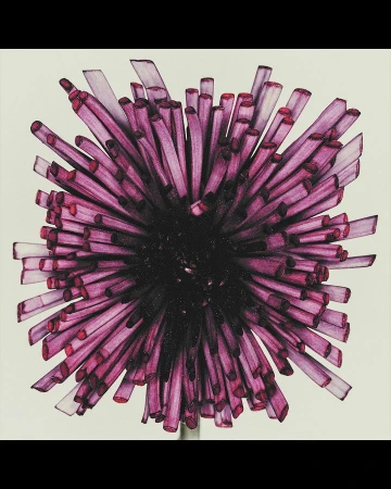 Illustration of a spiky purple spider mum flower on a white background. Detailed botanical drawing showcases the flower's texture.