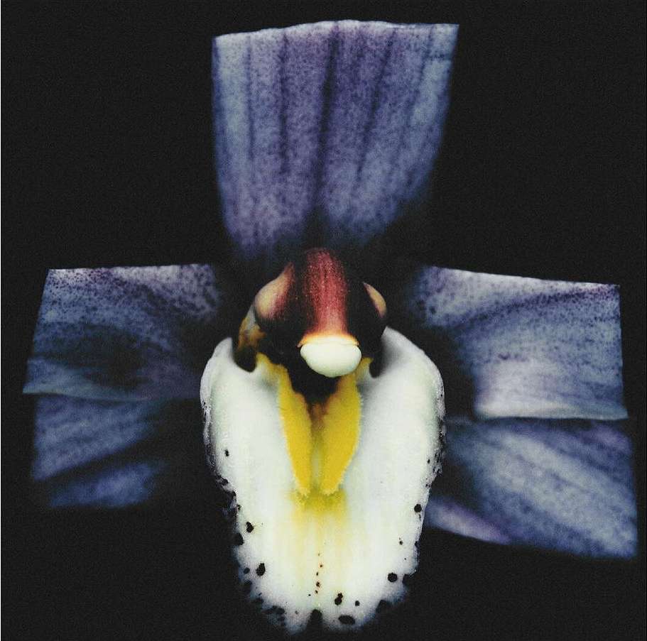 Macro photograph of a blue orchid flower with white and yellow accents against a dark background, showcasing its intricate petal details.