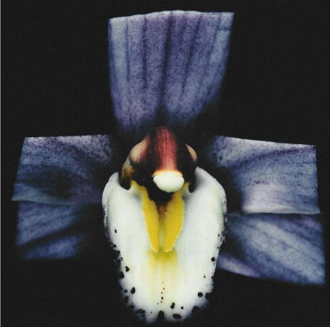 Macro photograph of a blue orchid flower with white and yellow accents against a dark background, showcasing its intricate petal details.
