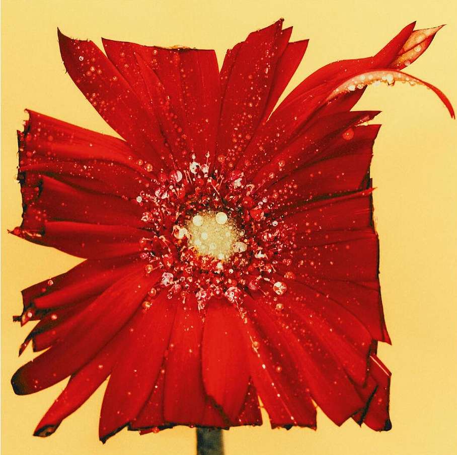 Close-up photograph of a vibrant red Gerbera daisy flower, showcasing water droplets on its petals against a soft yellow background.