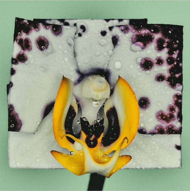 Close-up of a white and yellow orchid flower with dark purple speckles covered in water droplets against a light green background.