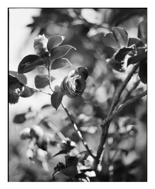 Monochrome photograph of a camellia flower in bloom, surrounded by leaves and branches, creating a close-up and nature-focused composition.