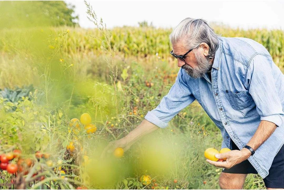 Elderly man with grey hair and glasses picking yellow tomatoes from a plant in a garden with a corn field in the background.