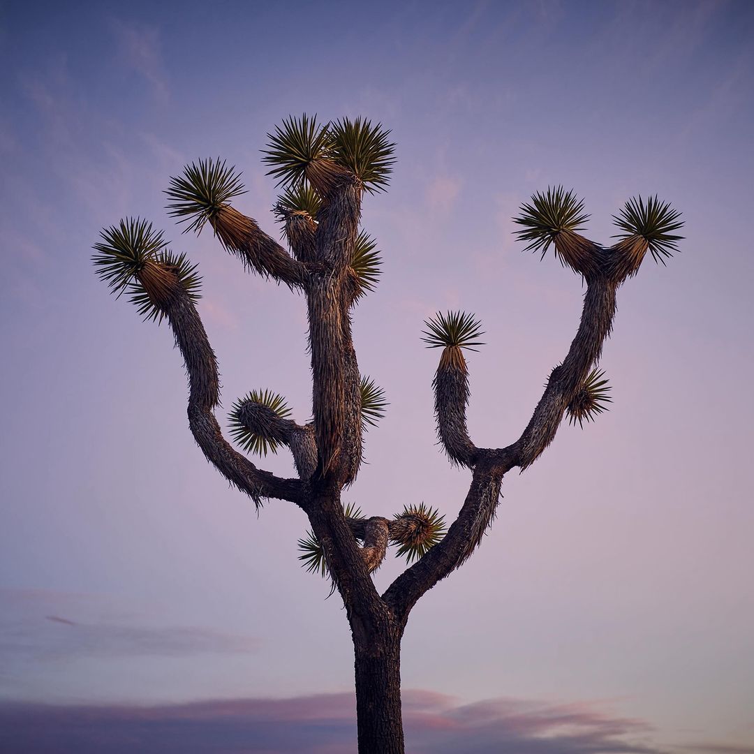 Joshua tree stands tall against a colorful sunset sky, showcasing its unique silhouette and the serene beauty of the desert landscape.