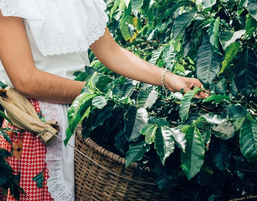 Woman harvests coffee beans from lush, green plants into woven basket. She wears a traditional white blouse and red patterned skirt outdoors.