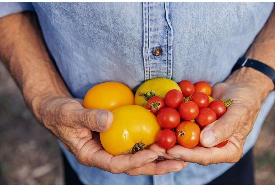 Close-up of an adult holding various yellow and red tomatoes in their hands, wearing a light blue collared shirt, outdoor setting.