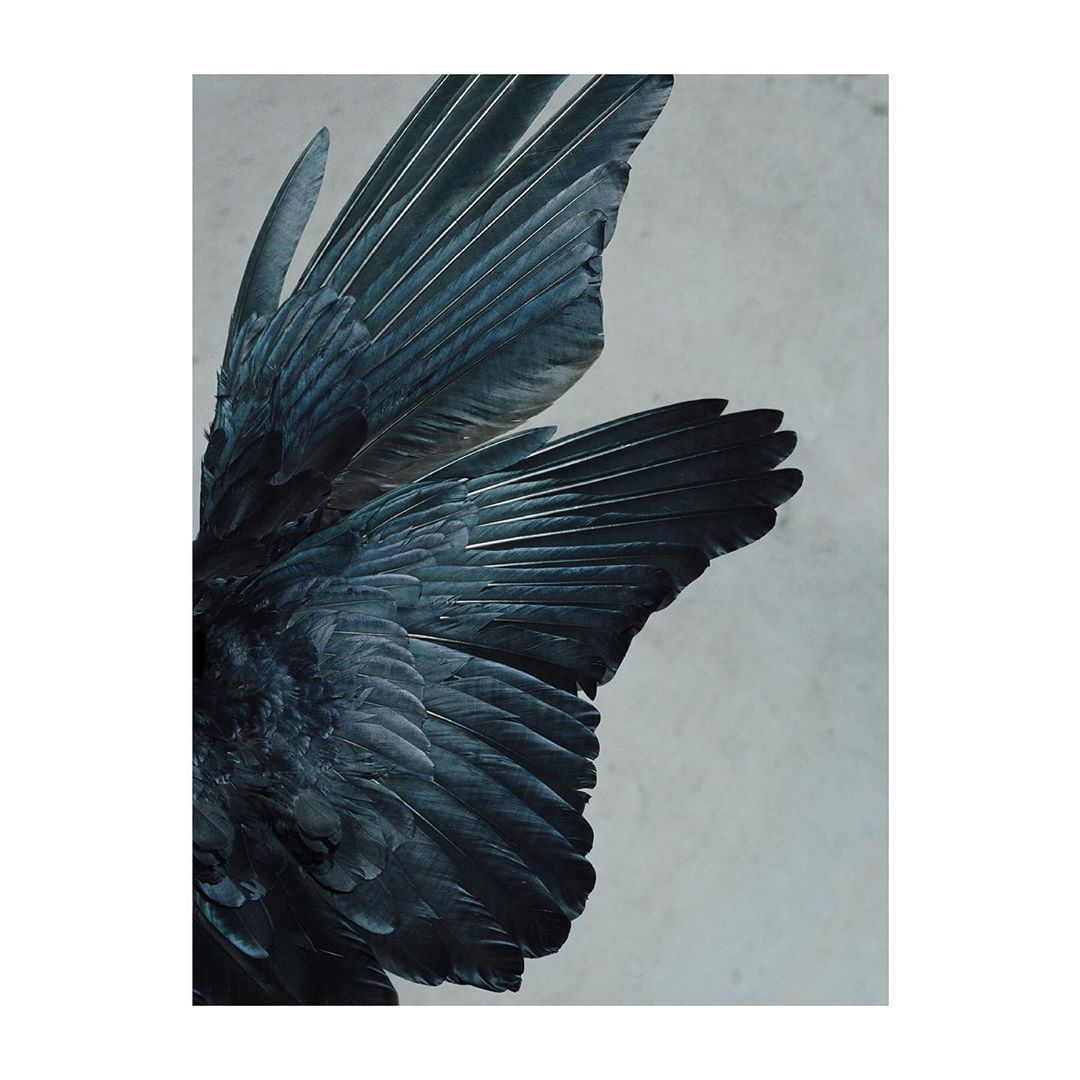 Dramatic close-up photo of a black bird's wing with detailed feathers against a bright background in a studio photography style.
