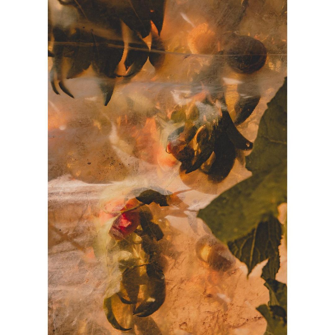 Abstract still life photography by Ramon Haindl showing organic floral elements distorted behind crinkled plastic film.