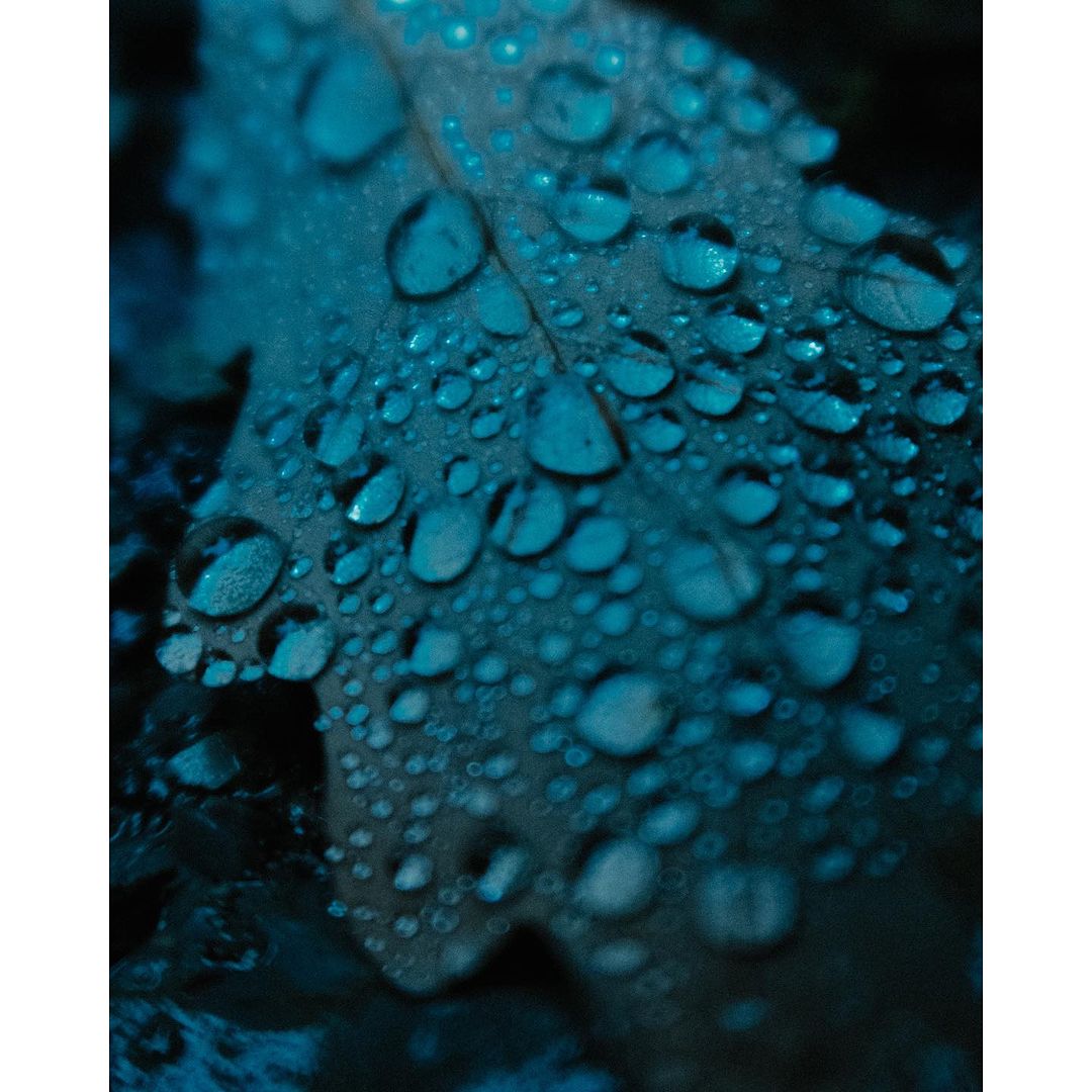 Close-up of a blue-toned leaf covered in clear water droplets, creating a fresh, natural texture with cool colors and macro detail.