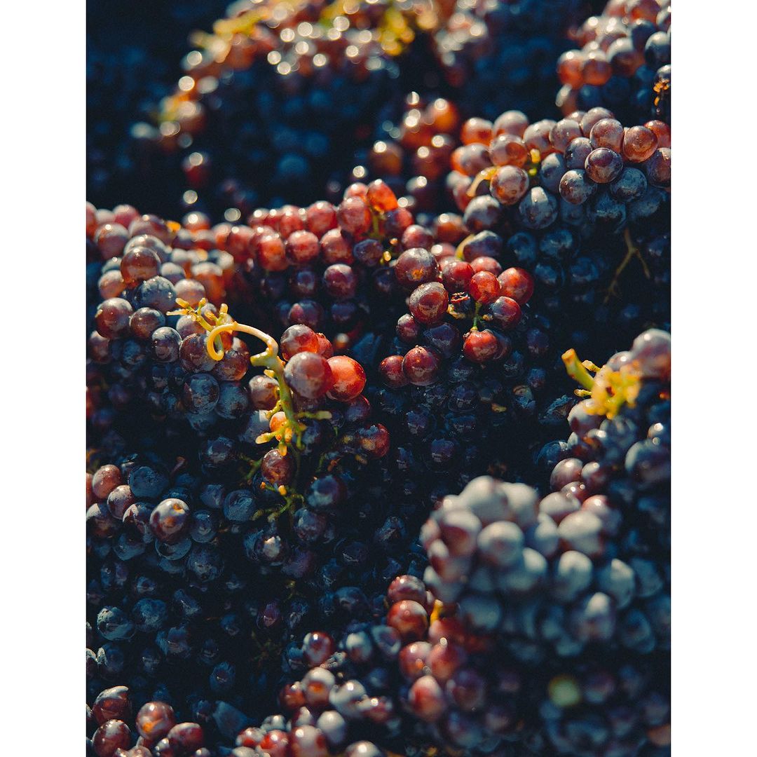 Close-up of freshly harvested red and black grapes with some green stems, filling the frame with a shallow depth of field.