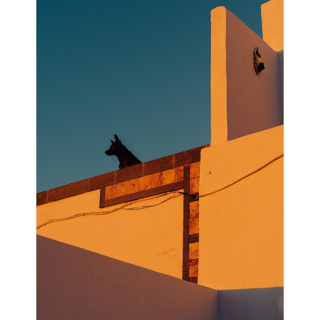 A black dog silhouette stands on a sunlit rooftop against a clear blue sky, captured by photographer Ramon Haindl.