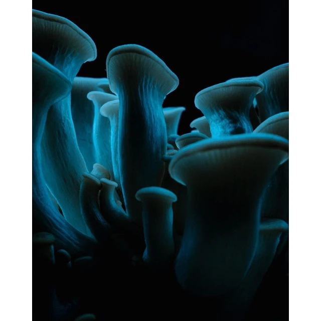 Close-up studio shot of a cluster of oyster mushrooms, showcasing their delicate, fan-like caps and gills against a dark background.