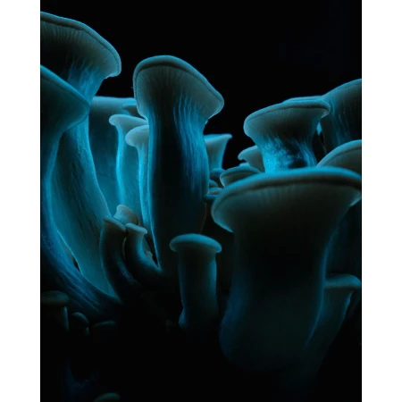 Close-up studio shot of a cluster of oyster mushrooms, showcasing their delicate, fan-like caps and gills against a dark background.