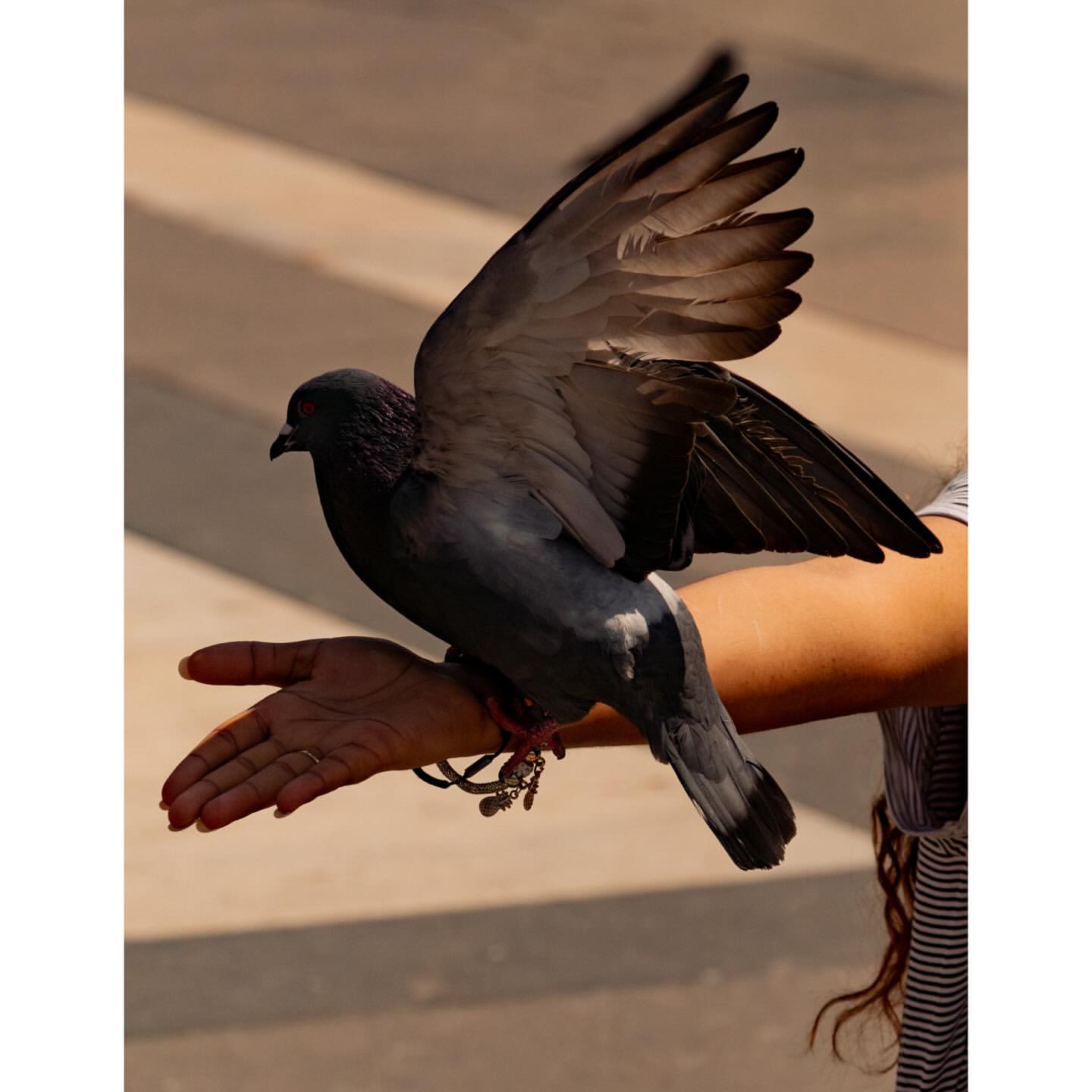 Close-up of a pigeon with spread wings perched on a person's outstretched arm, showcasing the bird's feathers in warm, natural light.