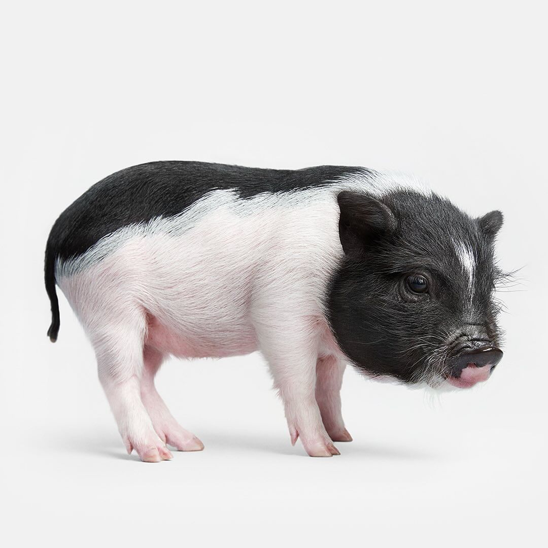 Side view of a black and white piglet standing in a brightly lit photo studio, showcasing its small size and distinctive coloration.