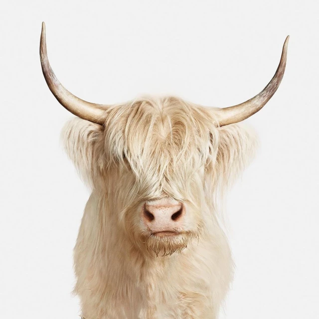 Close-up portrait of a white Highland cow with long horns and shaggy fringe obscuring its eyes against a bright white background.
