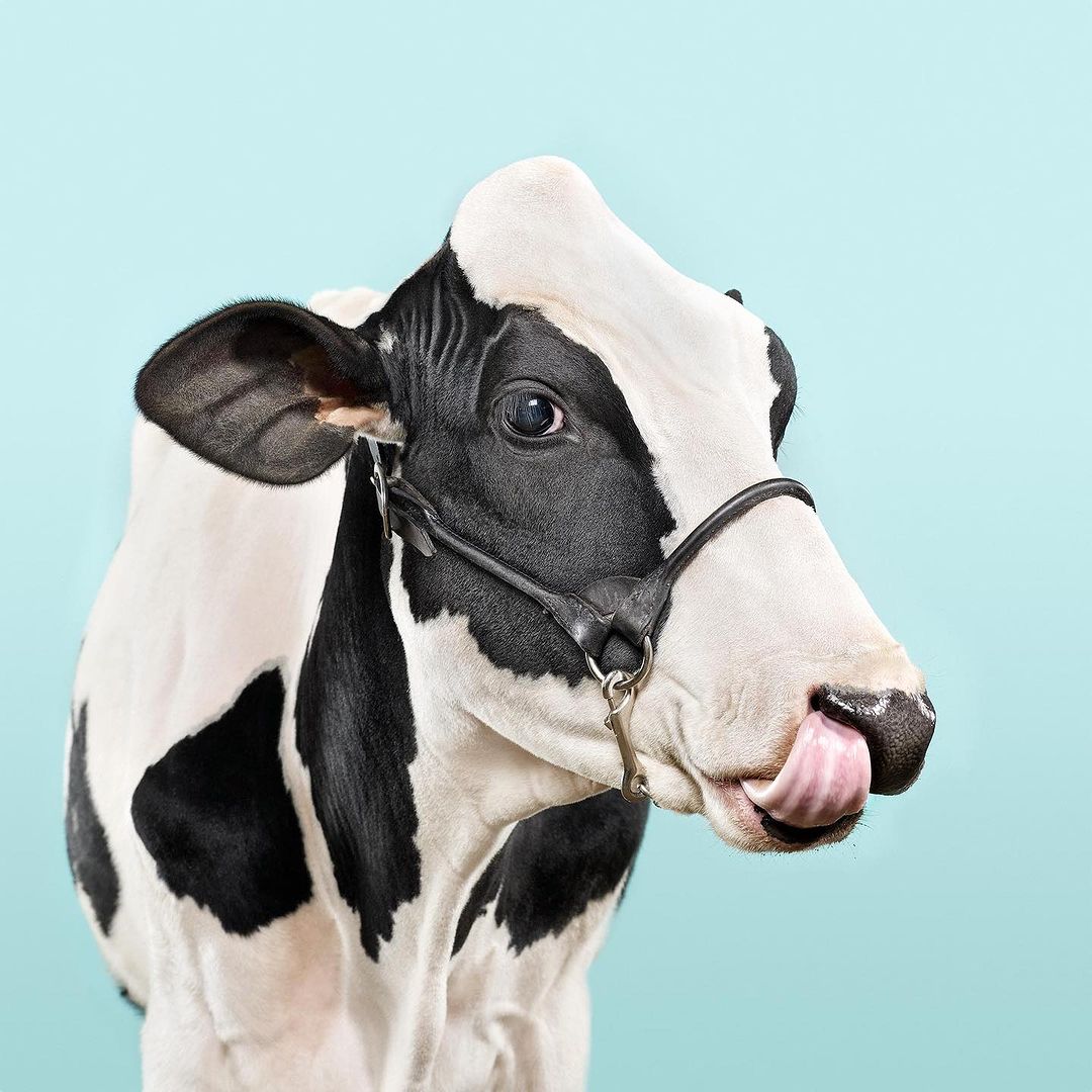 Close-up portrait of a Holstein Friesian cow with black and white markings licking its nose in a photo studio against a turquoise backdrop.