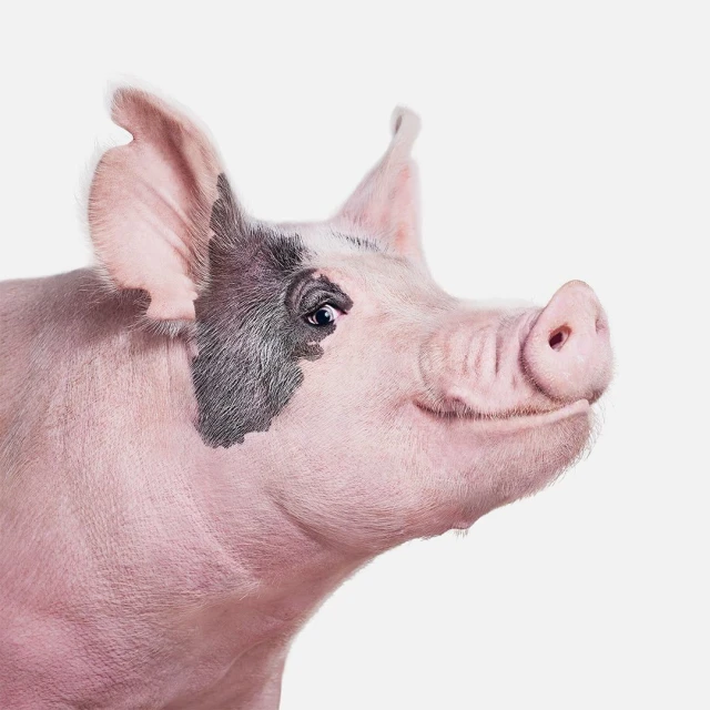 Close-up studio shot of a pink pig with black markings on a white background. Focused on the pig's face and snout.