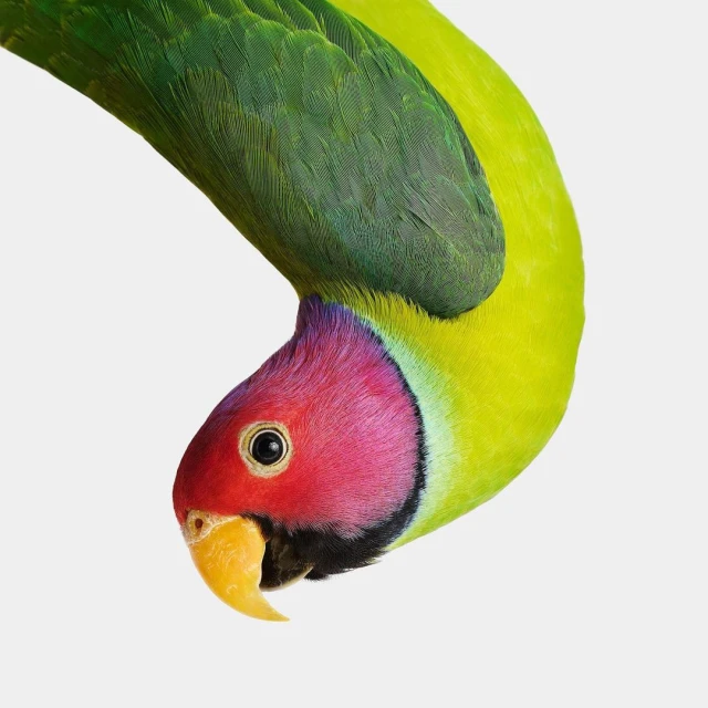 Close-up of a vibrant Plum-headed parakeet with green, yellow, and pink plumage perched on a light gray background.