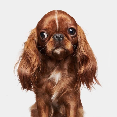 Close-up portrait of a brown Cavalier King Charles Spaniel dog with long floppy ears looking sideways in a light grey studio setting.