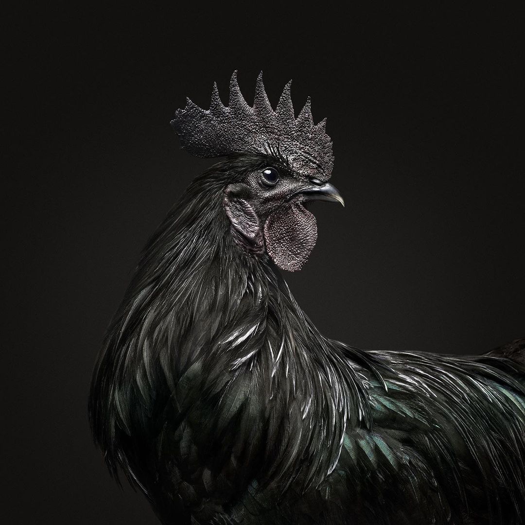 Close-up studio shot of an Ayam Cemani rooster, distinguished by its all-black plumage and dramatic head crest, against a dark background.