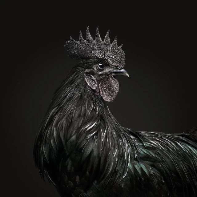 Close-up studio shot of an Ayam Cemani rooster, distinguished by its all-black plumage and dramatic head crest, against a dark background.