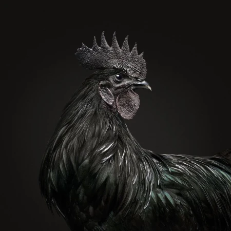 Close-up studio shot of an Ayam Cemani rooster, distinguished by its all-black plumage and dramatic head crest, against a dark background.