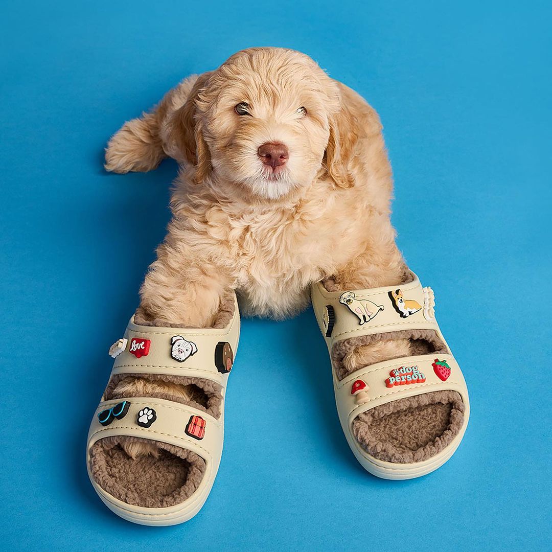Cute Goldendoodle puppy rests paws in toddler sandals with charms against a bright blue background. Indoor shot, eye-level.
