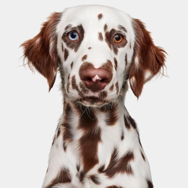 Close-up studio portrait of a brown and white Dalmatian dog with heterochromia, looking directly at the camera against a white background.