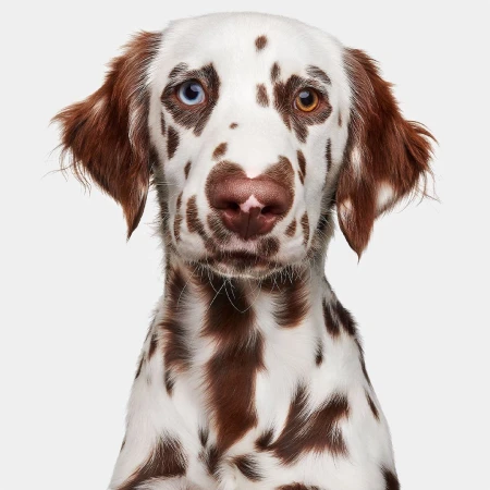 Close-up studio portrait of a brown and white Dalmatian dog with heterochromia, looking directly at the camera against a white background.