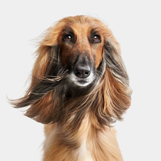 Close-up portrait of an Afghan Hound with long, flowing brown and tan hair against a clean white background in a studio setting.