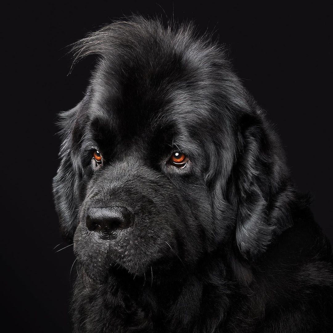 Close-up portrait of a black Newfoundland dog with a dark background, showcasing its furry coat and gentle facial expression in a studio setting.