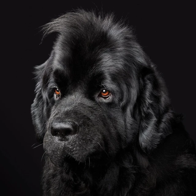 Close-up portrait of a black Newfoundland dog with a dark background, showcasing its furry coat and gentle facial expression in a studio setting.