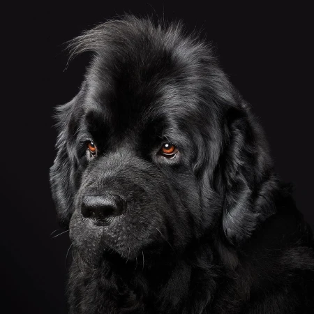 Close-up portrait of a black Newfoundland dog with a dark background, showcasing its furry coat and gentle facial expression in a studio setting.