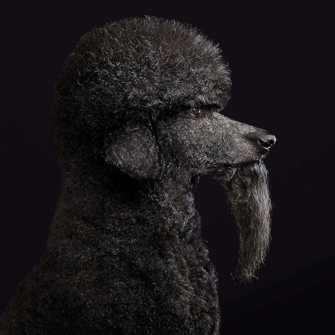 Portrait of a regal black standard poodle against a dark background. Close-up studio shot highlighting the dog's textured fur.