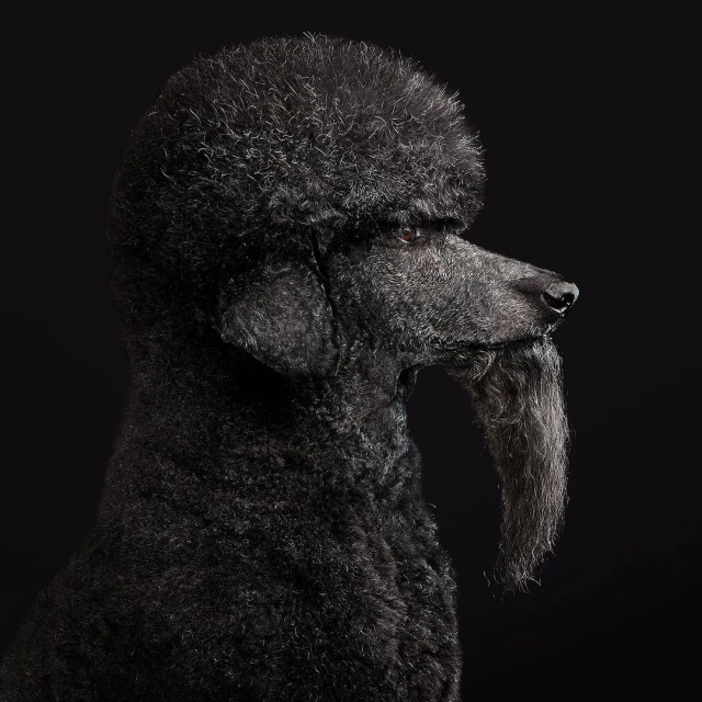 Portrait of a regal black standard poodle against a dark background. Close-up studio shot highlighting the dog's textured fur.
