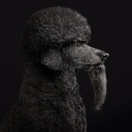 Portrait of a regal black standard poodle against a dark background. Close-up studio shot highlighting the dog's textured fur.