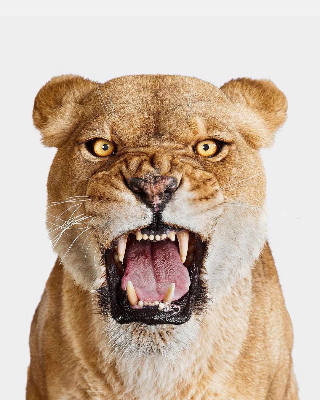 Close-up portrait of an adult lioness with a tan coat, amber eyes, and an open mouth revealing teeth and tongue against a white backdrop.