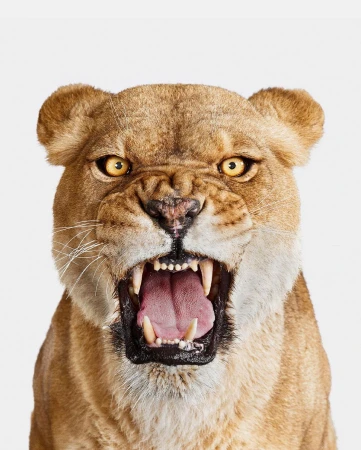 Close-up portrait of an adult lioness with a tan coat, amber eyes, and an open mouth revealing teeth and tongue against a white backdrop.