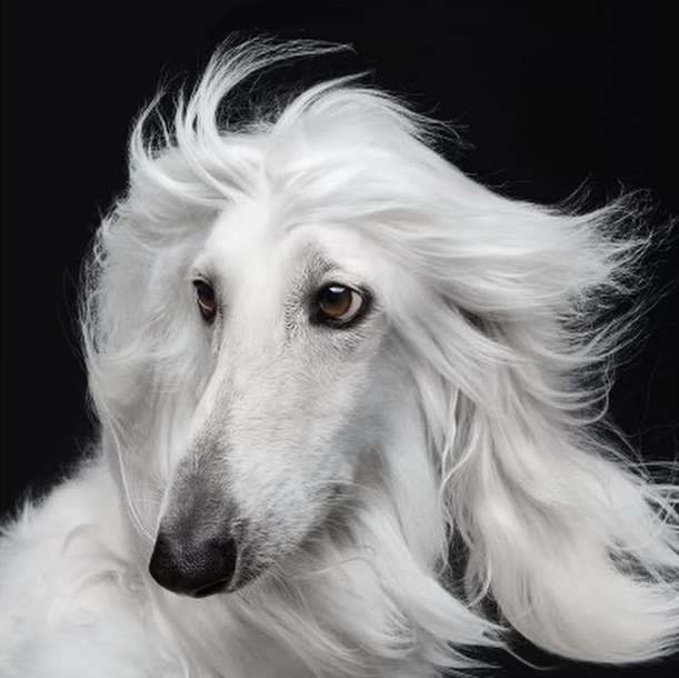 Portrait of a majestic Afghan Hound with a flowing white coat against a dark backdrop, showcasing its elegance and unique features.