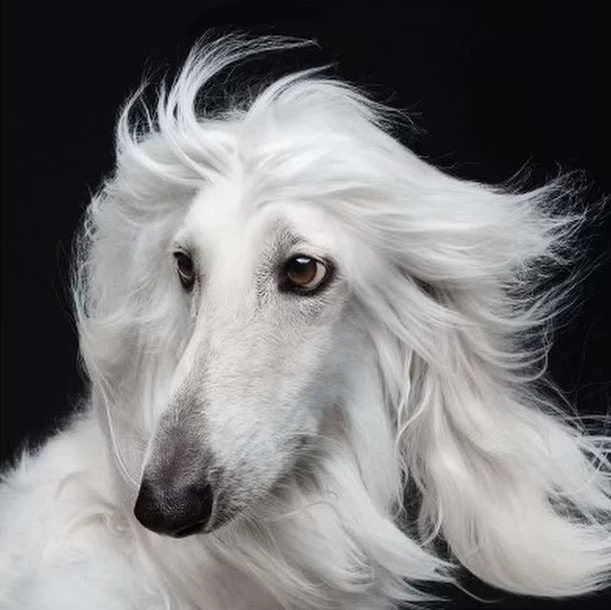 Portrait of a majestic Afghan Hound with a flowing white coat against a dark backdrop, showcasing its elegance and unique features.