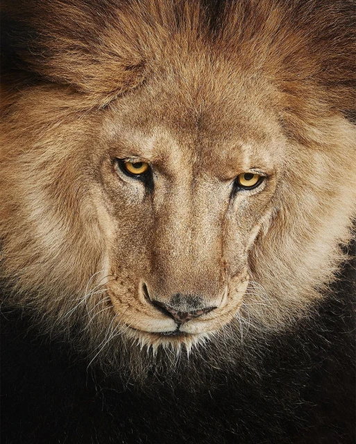 Close-up portrait of a male lion with striking yellow eyes, set against a dark background that emphasizes its powerful facial features.