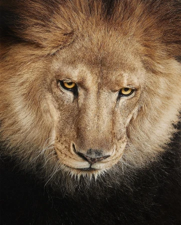 Close-up portrait of a male lion with striking yellow eyes, set against a dark background that emphasizes its powerful facial features.