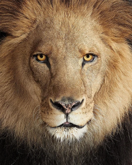 Close-up portrait of a lion's face, showcasing its golden fur, intense gaze, and powerful features in a nature and wildlife context.